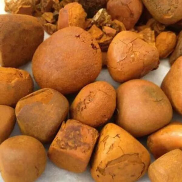 Ox Gallstones