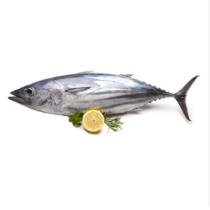 Frozen Tuna Fish
